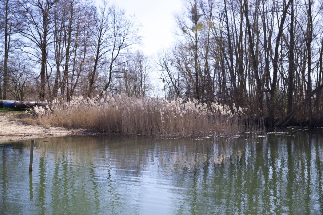 15 Schilfidyll am Bolter Kanal